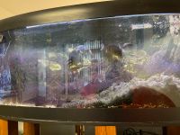 450l Aquarium + 120l Aquarium Brandenburg - Cottbus Vorschau