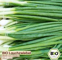 Bio Lauchzwiebel jungpflanze/n Niedersachsen - Langlingen Vorschau