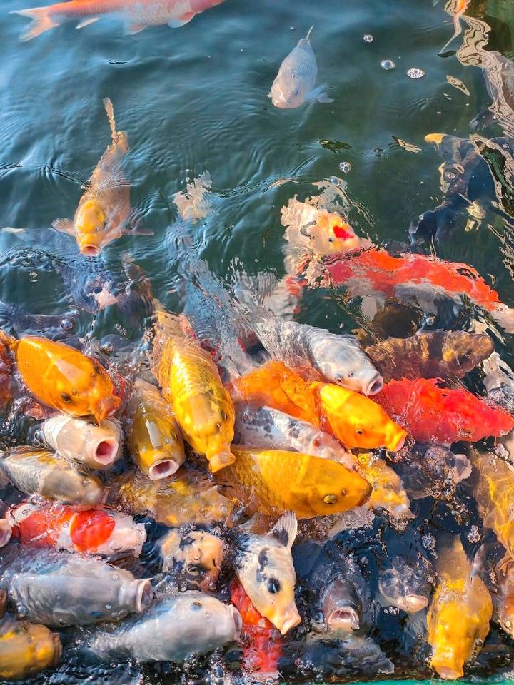 Koi aus eigener Zucht, versch. Varietäten in Salzkotten