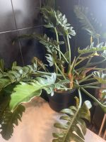 Philodendron rambo sehr groß Baden-Württemberg - Neuenstein Vorschau