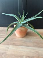 Aloe Vera Pflanze getopft Sachsen - Coswig Vorschau
