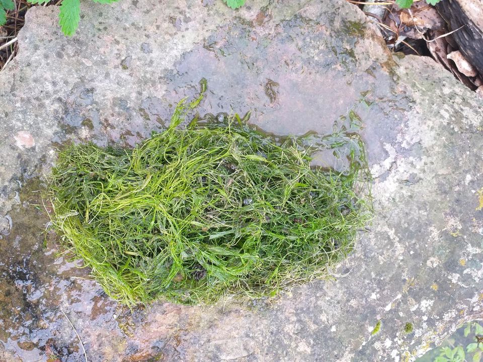 Armleuchteralgen für Teich! in RheinlandPfalz Wörth am Rhein