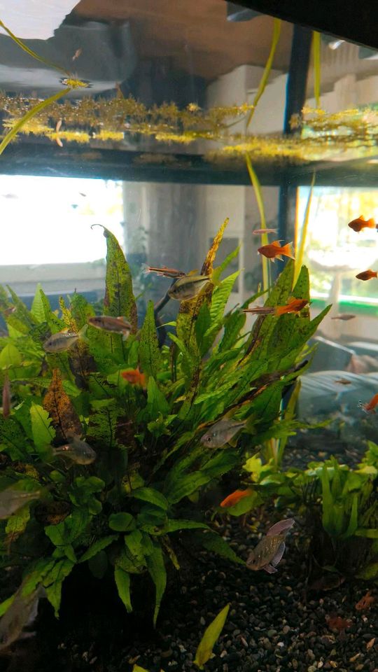 Auflösung Aquarium inhalt XXL Wurzel Fische Technik in Much