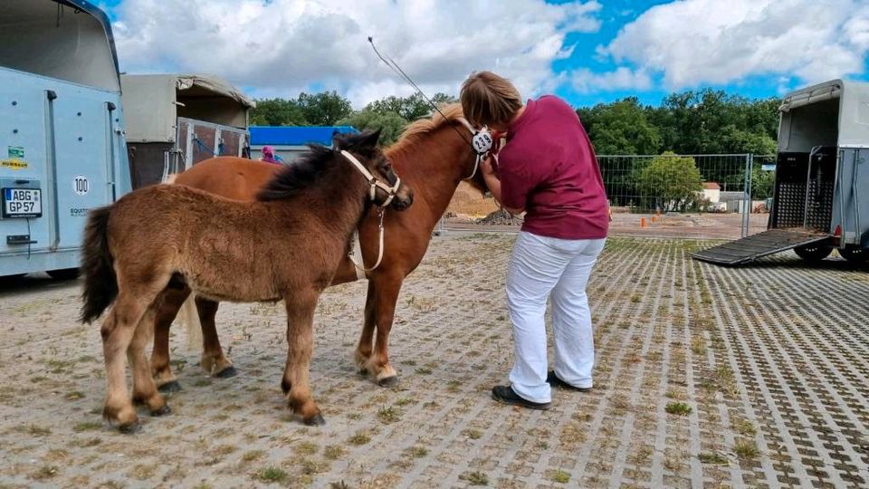 Shetlandpony,  Hengst, Shetty, Pony in Callenberg b Hohenstein-Ernstthal