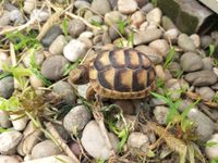 Kleine Landschildkröte entlaufen. Nr.1 Nordrhein-Westfalen - Rietberg Vorschau