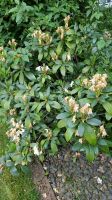 Rhododendron - Pflanze weiß blühend Niedersachsen - Aerzen Vorschau