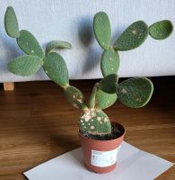 Kaktus Opuntia microdasys inermis Düsseldorf - Düsseltal Vorschau