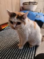 Katze gefunden gesucht entlaufen Brandenburg - Spremberg Vorschau