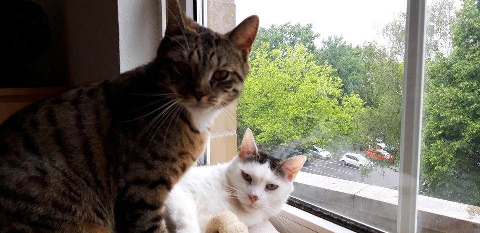 Catsitter/innen Nachbarschaftshilfe auf Gegenseitigkeit gesucht in Gievenbeck