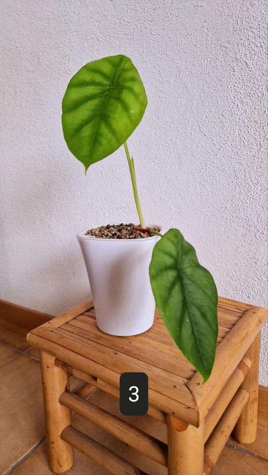 Alocasia Clypeolata "Green Shield" in Würzburg