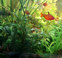Aquarienpflanze Bucephalandra auf einem Stein Baden-Württemberg - Fellbach Vorschau