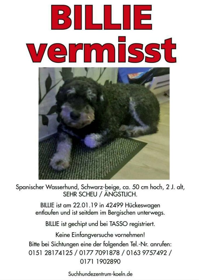 Wasserhund schwarz beige scheu Hund entlaufen gesucht in Köln