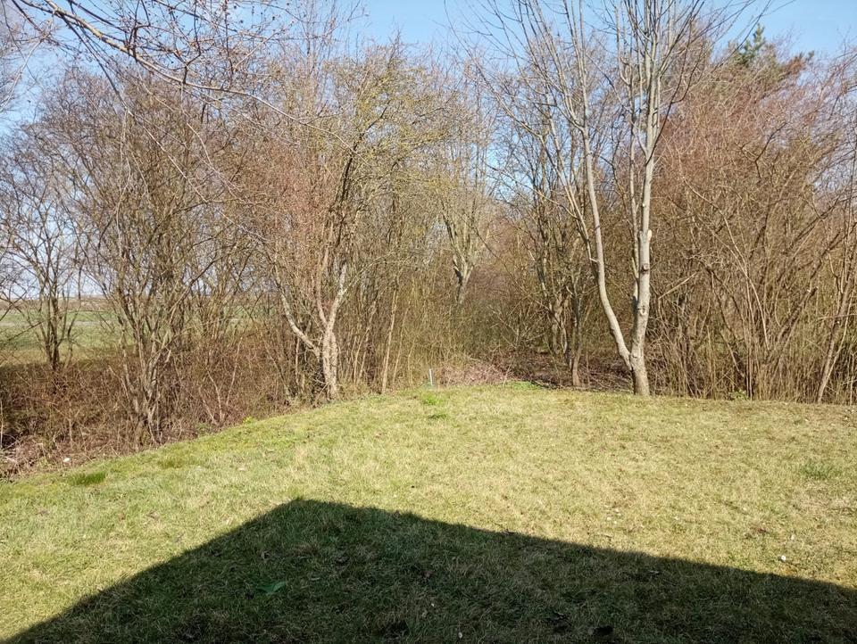 Hecken schneiden/ Rasenmähen/ Unkraut entfernen/ Gartenarbeit in Erfurt