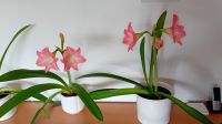 3 Amaryllis Pflanzen / Zwiebeln farbe rose Niedersachsen - Pattensen Vorschau