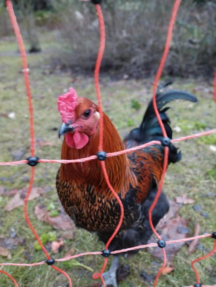 Brahmahybrid-Hahn in Werder (Havel)