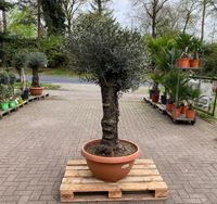 olivenbaum olea europaea olive mediterran Lingen (Ems) - Wachendorf Vorschau