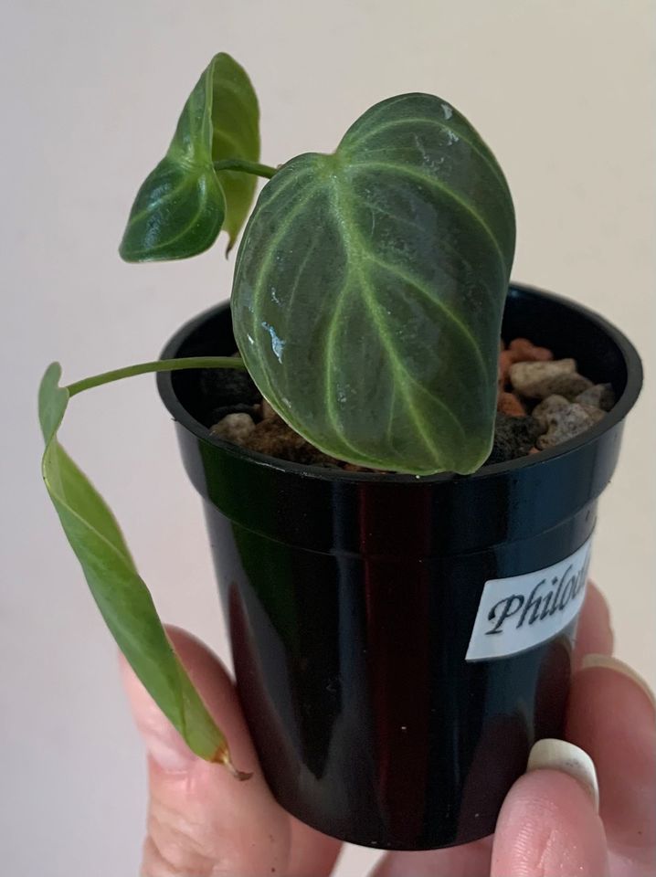 Philodendron El Choco Red in Wiggensbach