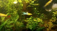 Blonde Japan blue guppys Baden-Württemberg - Leutkirch im Allgäu Vorschau