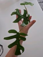 Rhaphidophora Tetraspharma Steckling Zimmerpflanze Nordrhein-Westfalen - Waltrop Vorschau