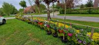 Blumen+Erdbeerenampel Niedersachsen - Uplengen Vorschau