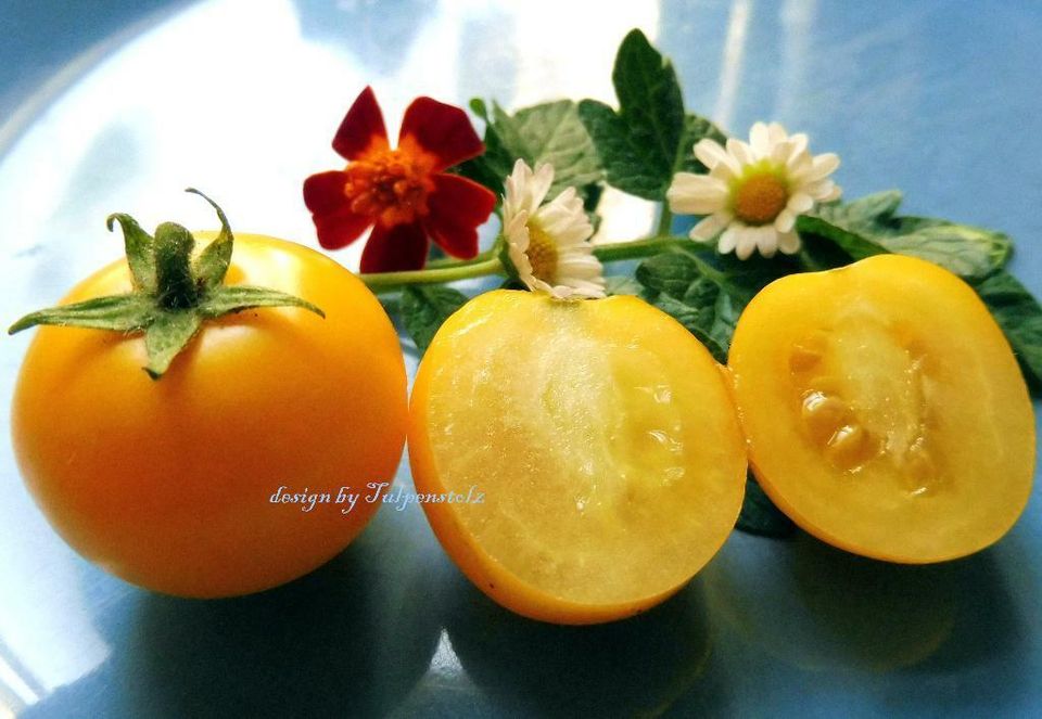 ♥ BONSAI Tomate Micro Tom gelb,rot Samen Alte Sorte Balkon,Garten in Hamburg