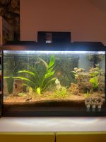Aquarium 60l inkl Pflanzen und Fischen Pankow - Weissensee Vorschau