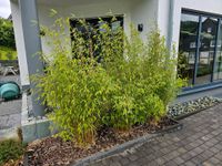 Bambus Pflanzen 3 Stk. Nordrhein-Westfalen - Bestwig Vorschau