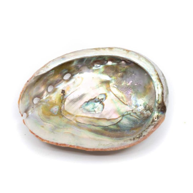 XXL Abalone Muschel ca. 14-17cm Smudge Ladeschale Räucherschale in Enger