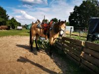 Pony, Nachwuchspferd, Freizeitpferd, Tunierpferd Brandenburg - Potsdam Vorschau