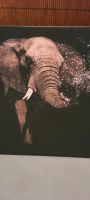 Bild Elefant Bayern - Langenpreising Vorschau
