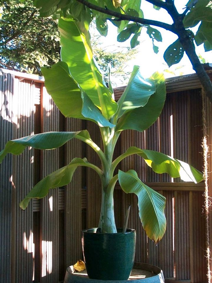 Ensete glaucum, Schneebanane Pflanzen Größe L in Westheim