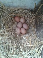 Bio Eier zu verkaufen 10 Stück 3,5€ in Sendenhorst Nordrhein-Westfalen - Sendenhorst Vorschau