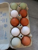 Weiße Eier von Leghorn Hühner Küken Bruteier Schleswig-Holstein - Oelixdorf Vorschau