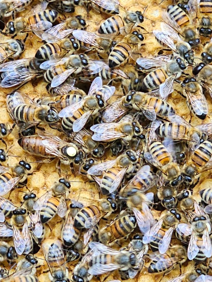 Bienenkönigin, Buckfastweiseln , Bienen in Schwedt (Oder)