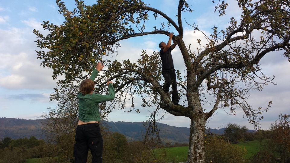 Passionierter Hobby-Obstbauer SUCHT STREUOBSTWIESE oder WALDSTÜCK in Kandern