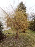 Trauerweide  Harlekin Weide Pflanze Baum ca 3 Meter hoch Brandenburg - Strausberg Vorschau