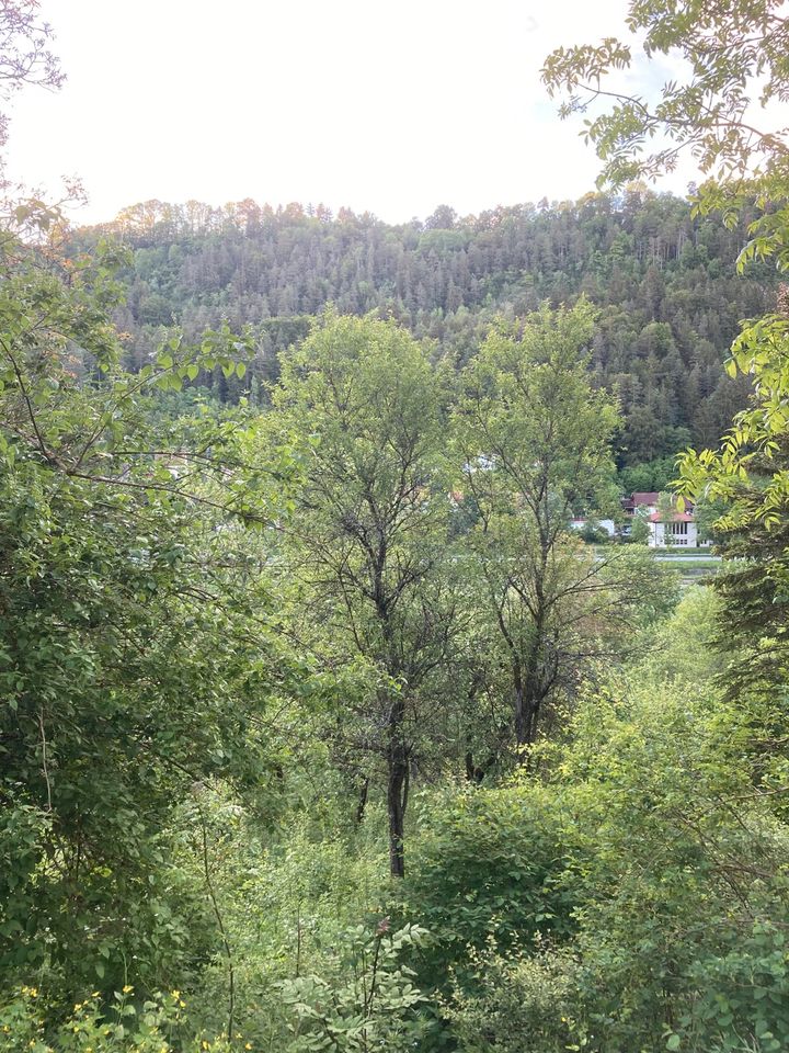 Wiese, Streuobstwiese, Garten, in Oberndorf/ Aistaig in Oberndorf am Neckar