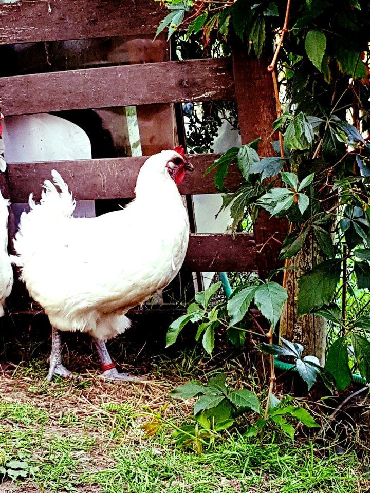 Bruteier von Bleu Bresse Gauloise Weiß Reinrassig ( hatching eggs in Sendenhorst