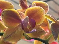 Orchidee limpopo, blühend Essen - Altenessen Vorschau