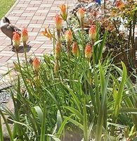 Fackellilie Samen winterhart Kniphofia - 60 Samen! Schleswig-Holstein - Steinbergkirche Vorschau