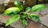 Philodendron Jose Buono Variegata - Y3 Hessen - Obertshausen Vorschau