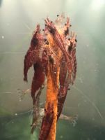 Garnelen Red Fire pro Stk. 0,90€ Aquarium Schleswig-Holstein - Eckernförde Vorschau