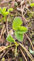 Erdbeeren Jungpflanzen Ableger Nordrhein-Westfalen - Schermbeck Vorschau