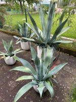 Agave americana Ableger Pflanze Garten Haus Terrasse Balkon Hessen - Hanau Vorschau