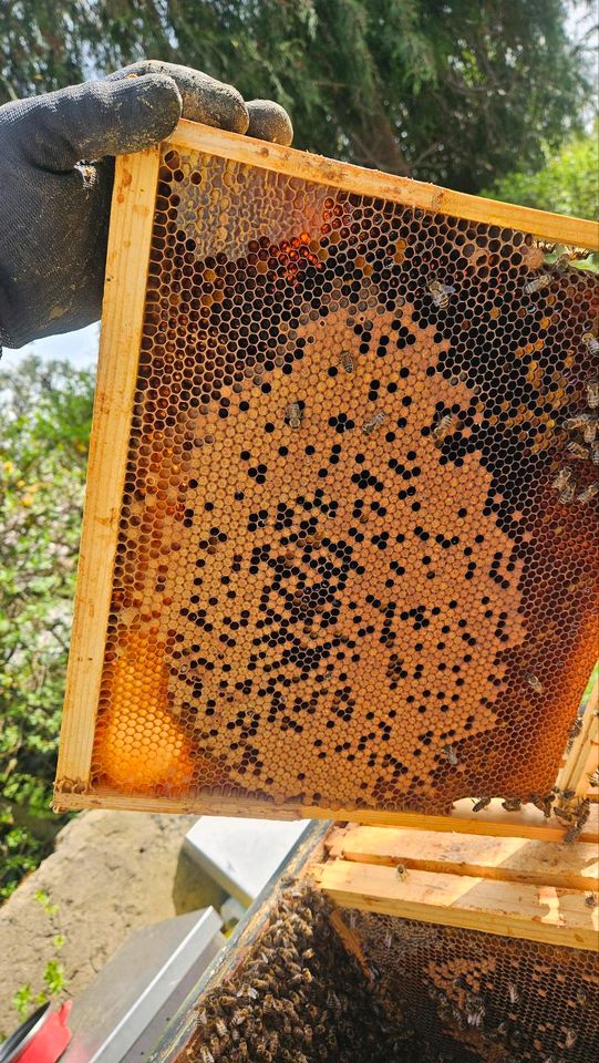 Bienenvolk, Wirtschaftsvolk Segeberger 1,5  Rämchen in Salzgitter