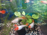 Guppy Koi Guppy 2 Pärchen 5€ Sachsen - Zwickau Vorschau