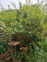 4 Jahre altes rosa Kätzchen Baum zu verkaufen Niedersachsen - Osterholz-Scharmbeck Vorschau