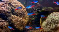 Neon Tetra Neonsalmler Paracheirodon innesi Dortmund - Aplerbeck Vorschau