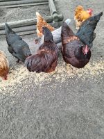 3 rodeländer Hennen zu verkaufen Bremen - Huchting Vorschau