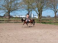 Reitbeteiligung (Pferd sucht Reiter) Niedersachsen - Edewecht Vorschau